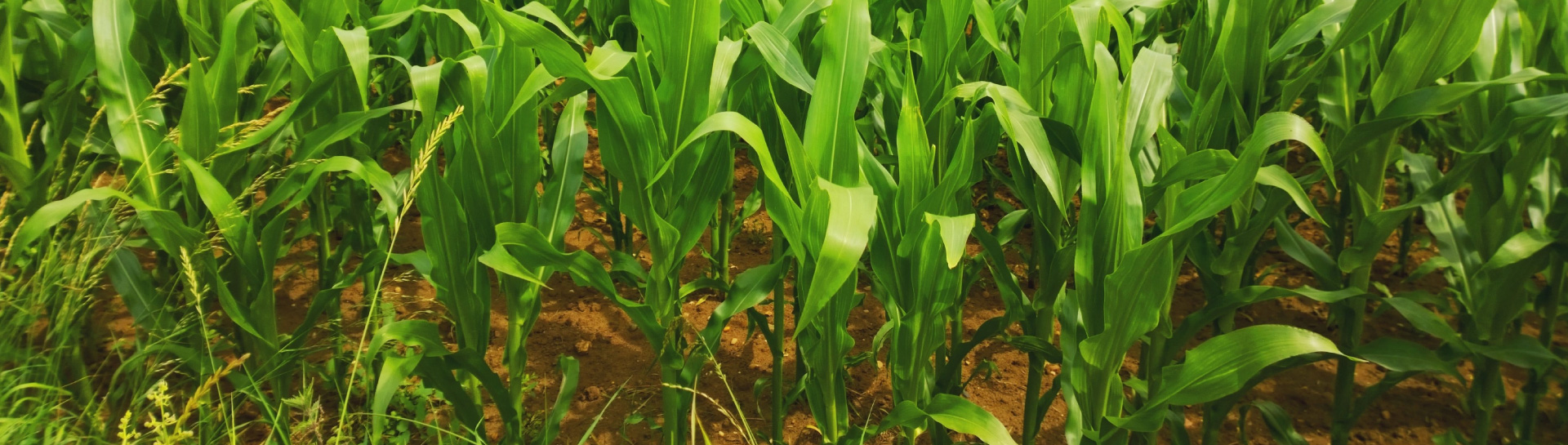 Inteligro | Trusted Intelligent Crop Solutions