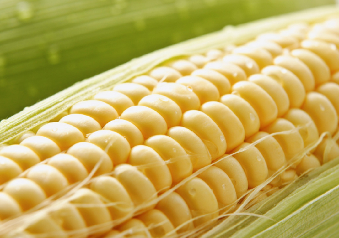 Inteligro | Trusted Intelligent Crop Solutions
