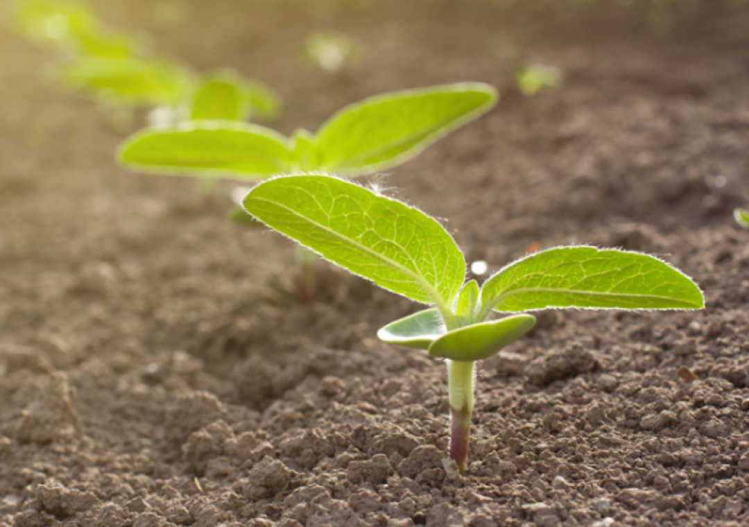 Inteligro | Trusted Intelligent Crop Solutions